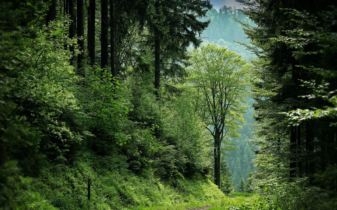 Um planeta saudável, uma vida plena: Dia Mundial do Meio Ambiente, saúde e exercícios ao ar livre para uma vida saudável