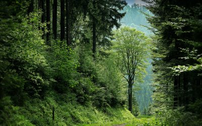 Um planeta saudável, uma vida plena: Dia Mundial do Meio Ambiente, saúde e exercícios ao ar livre para uma vida saudável